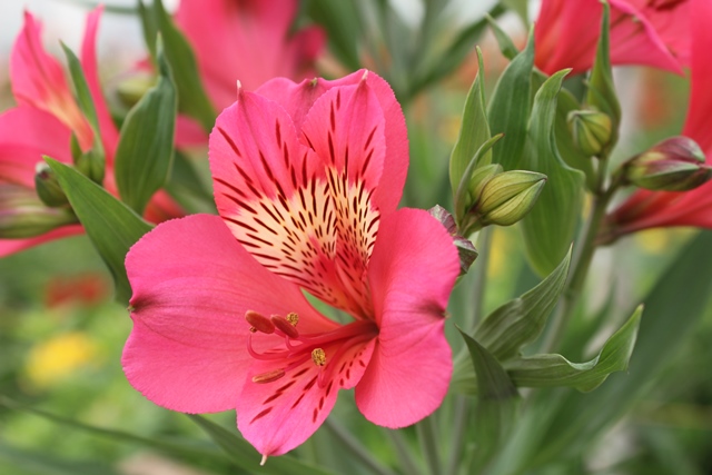 Proyecto de resolución para el registro de predios productores de flores o ramas cortadas de especies ornamentales para exportación 