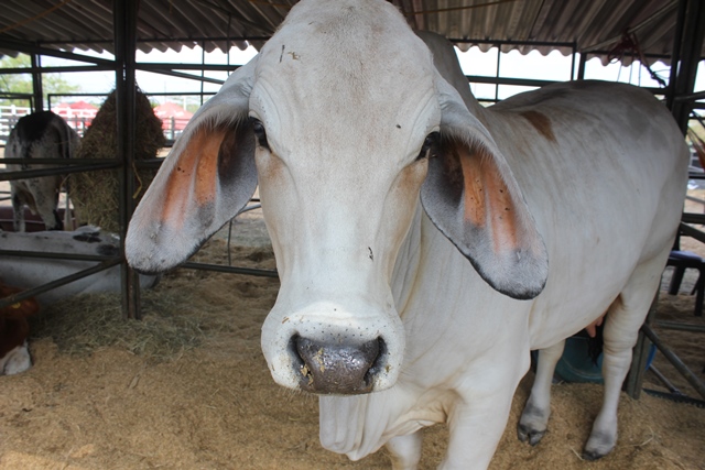 MinAgricultura levanta cuarentena por fiebre aftosa en La Guajira