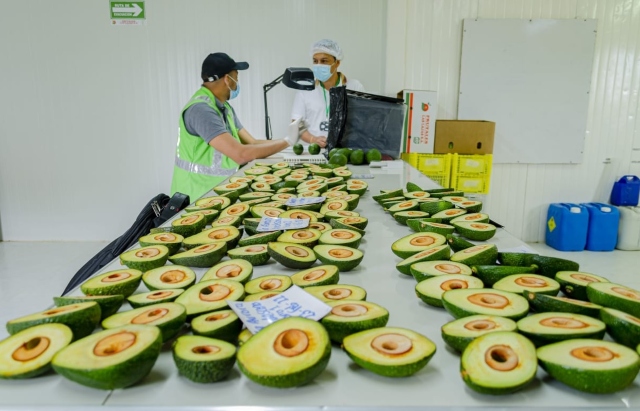 Foto-ICA-Inspeccion-a-cargamento-de-aguacate-Hass-en-planta-empacadora-1.jpg