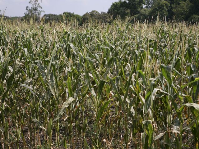 El ICA definió las fechas para la siembra de maíz y sorgo en el Tolima