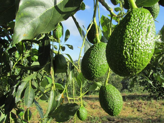 152 predios productores de aguacate Hass de Caldas ostentan el registro como proveedores de vegetales en fresco para exportación