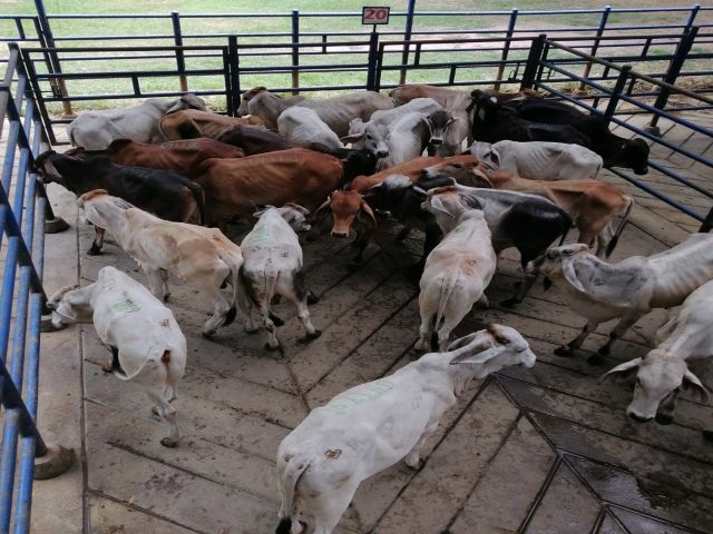 En el Cesar, bovinos con guía sanitaria adulterada fueron sacrificados 