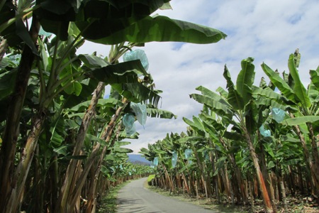 1500 millones de pesos ha invertido el sector bananero en la Costa Caribe Colombiana
