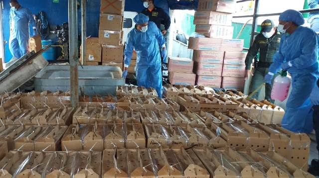 El CIIIP con apoyo de funcionarios del ICA aprehenden cargamento de 218 aves de combate de contrabando