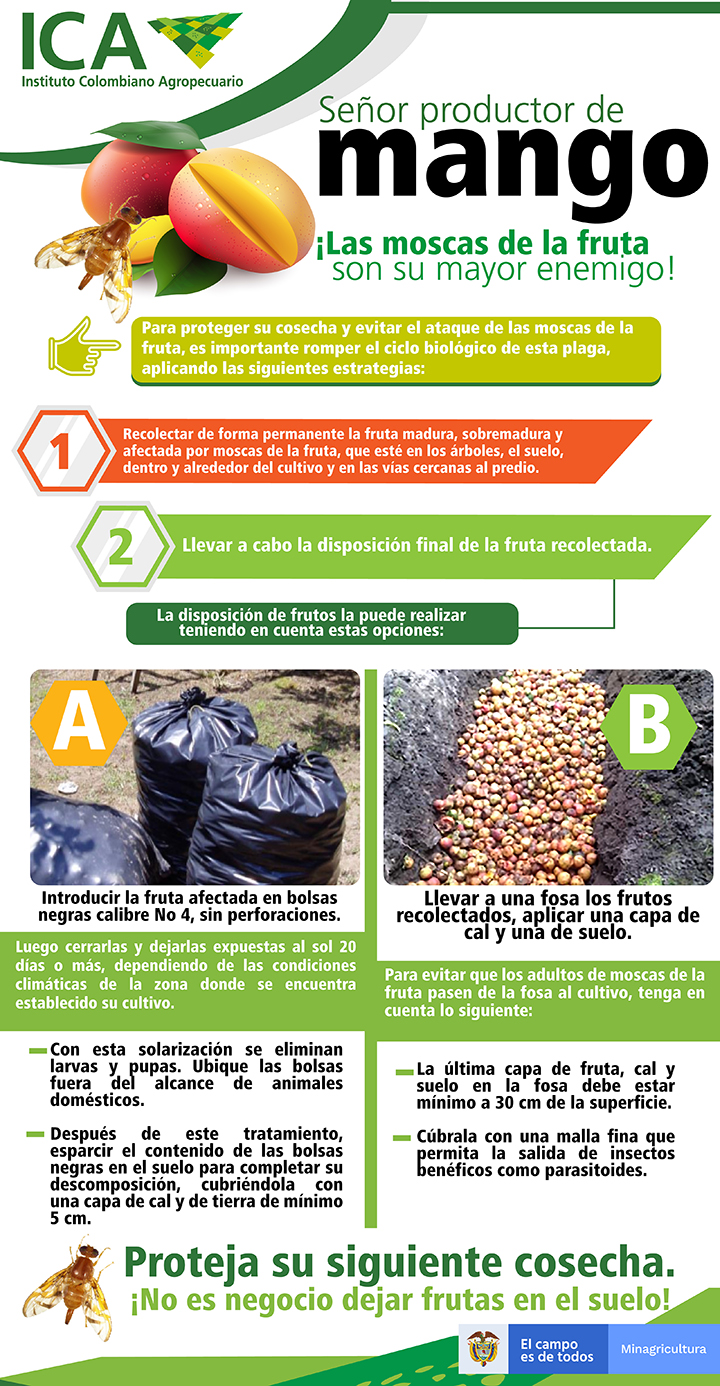Infografía Moscas de la fruta - Mango