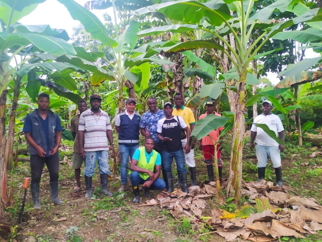 Con acompañamiento continuo a productores de plátano, el ICA busca mitigar riesgos fitosanitarios en los sistemas productivos