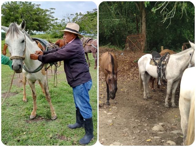 En Quindío 1.146 equinos han sido vacunados contra la Encefalitis Equina Venezolana
