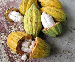 cacao_9932.jpg cacao_9932.jpg