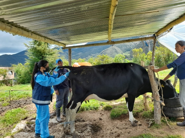 Toma de muestras para brucelosis en predios bovinos.