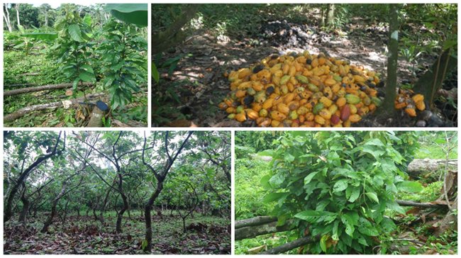 Final-Cacao.jpg Final-Cacao.jpg