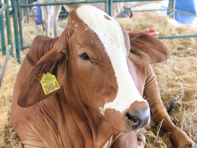 Exportaciones de carne y ganado en pie no se deben afectar por suspensión del estatus sanitario como país libre de aftosa