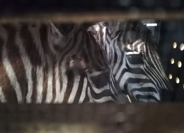 Cuatro jóvenes cebras, nuevos habitantes del zoológico de Santiago de Cali 