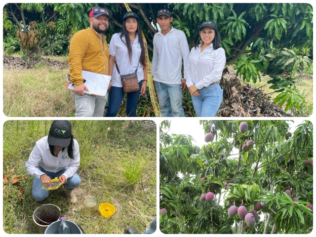 En Venadillo, Tolima, el ICA habilitó predio productor de mango para exportación a Estados Unidos 