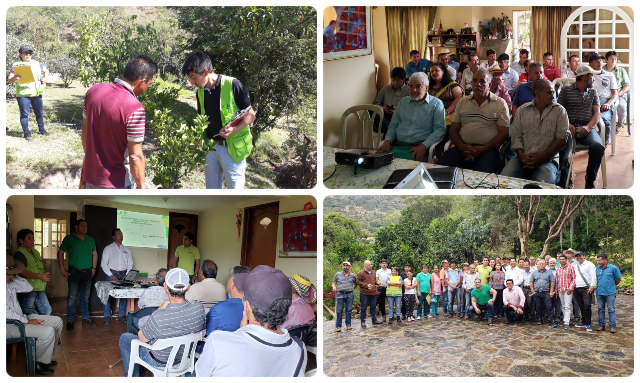 En Boyacá, productores de limón Tahití reciben acompañamiento técnico por parte del ICA