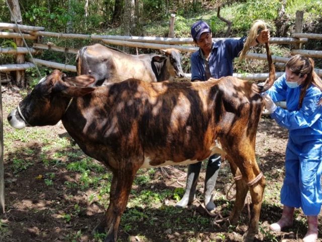 El ICA realiza vigilancia epidemiológica en zona rural del municipio de Anzoátegui, Tolima