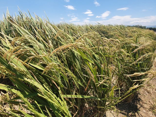 Cultivo de arroz