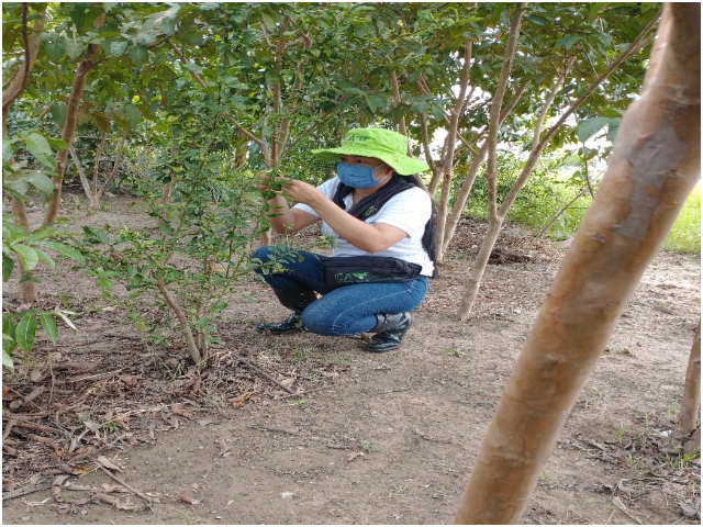 Foto-ICA-HLB-Guaviare-Web-1.jpg Foto-ICA-HLB-Guaviare-Web-1.jpg