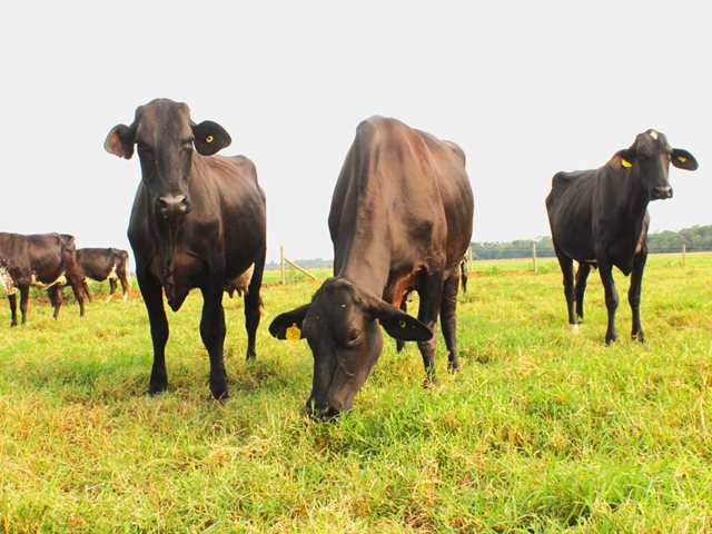 El ICA ratifica la ausencia de circulación de Brucella melitensis y Brucella suis en Colombia