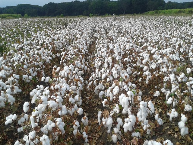 Se inició temporada algodonera en el Tolima