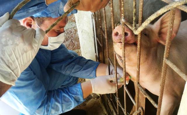 El ICA y Porkcolombia controlaron foco de peste porcina clásica en Bolívar