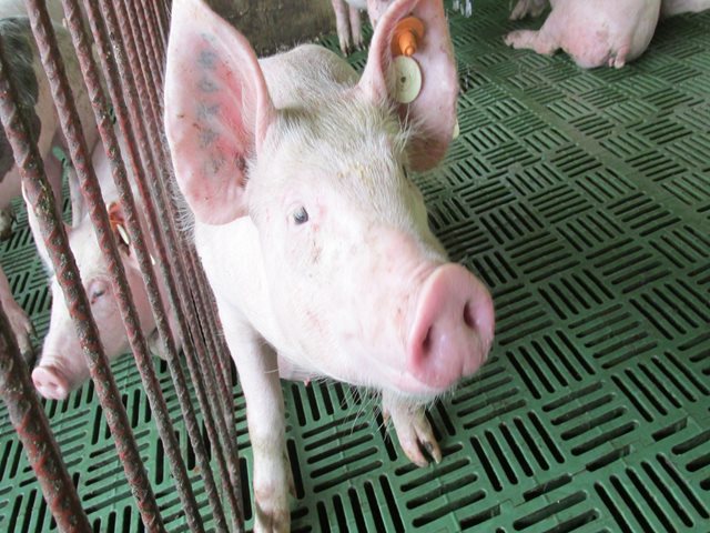 Por brotes de peste porcina africana, el ICA pide a viajeros no traer productos de origen porcino de China y Europa del Este 