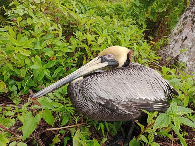 Nuevo foco de influenza aviar de alta patogenicidad en aves silvestres, detectado por el ICA en el departamento del Cauca