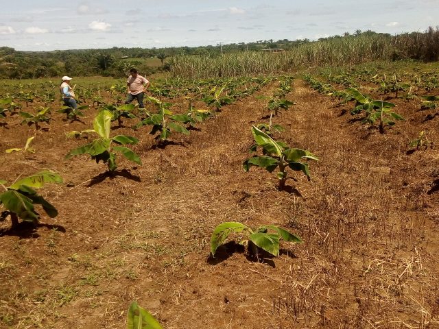 El ICA verificó la calidad fitosanitaria de cultivos de plátano en el Caquetá