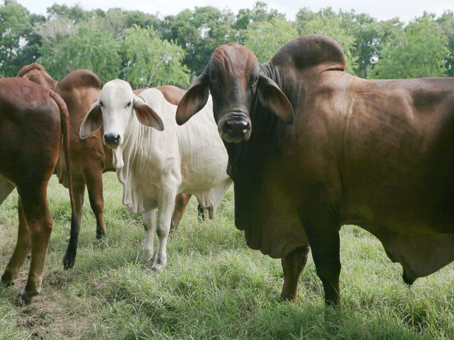 Muestreo serológico en animales susceptibles a fiebre aftosa.