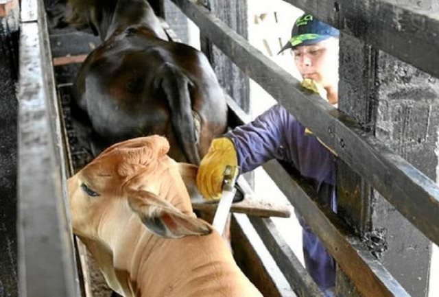 Bolívar vacunó 1.175.941 animales contra la fiebre aftosa y brucelosis bovina