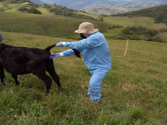 En Nariño se adelantó con éxito el muestreo y la vigilancia de predios ganaderos