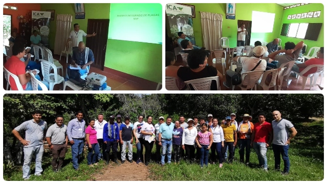 En Caquetá, cultivos de caucho más sanos y competitivos 