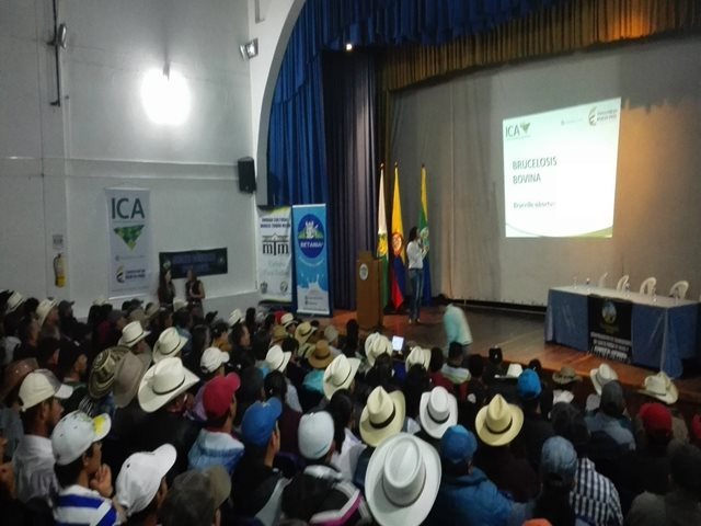 El ICA estable medidas sanitarias para la prevención, control y erradicación de la brucelosis bovina