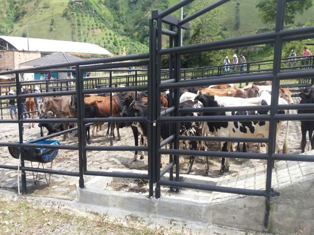 El ICA expidió Guías Sanitarias de Movilización Interna de Animales en la Feria Comercial Bovina del Carmen de Atrato
