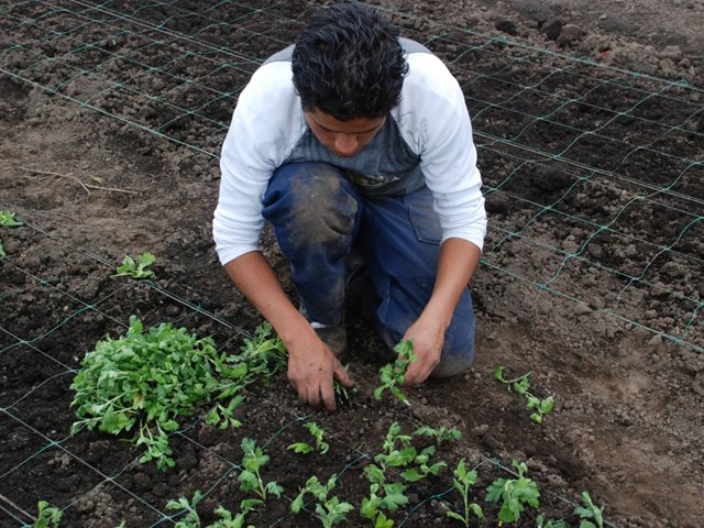 Semillas autorizadas para cosechas abundantes y un campo próspero 