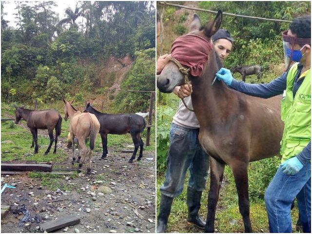 Vacunación de equinos en el Chocó.