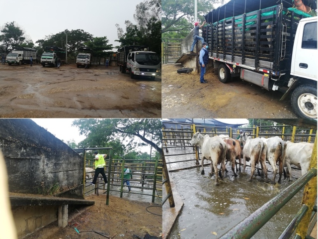 El ICA verifica la condición sanitaria de los animales que ingresan a subastas en Sucre 