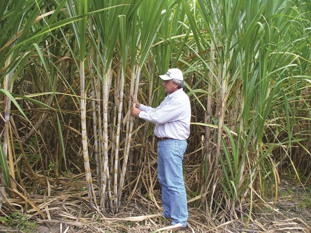 ICA alista plan de choque para contrarrestar plagas en los cultivos de caña de Santander y Boyacá
