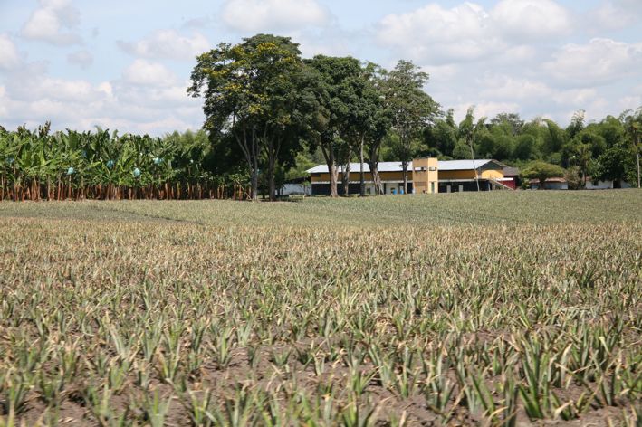 Avanza proceso de restitución de tierras en Colombia 