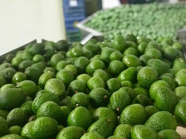 Viajó a Holanda, primer cargamento de aguacate Hass del Putumayo
