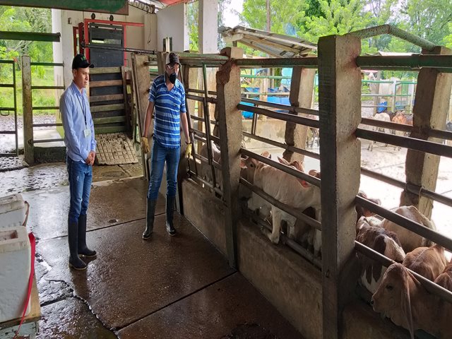 El ICA realiza seguimiento al ciclo de vacunación contra la fiebre aftosa en el Caquetá 