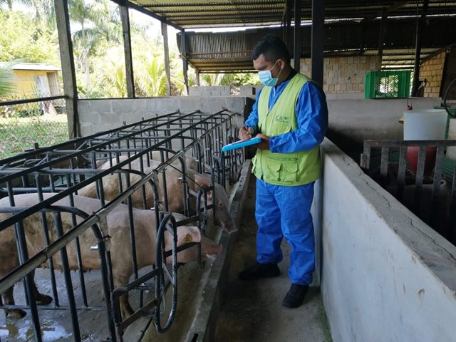 Iniciamos en Casanare muestreo sanitario para proteger la porcicultura