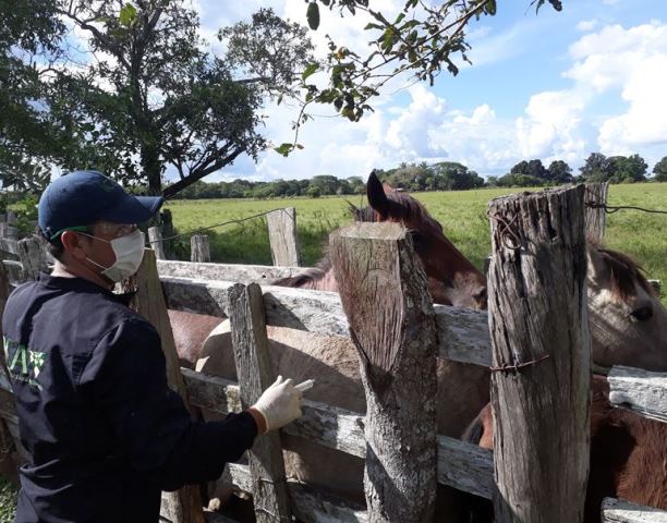 En Arauca, el ICA realizó jornada de vacunación contra la encefalitis equina venezolana, EEV
