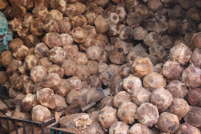 Foto-ICA-Cultivo-de-cocos-colombianos-2.jpg Foto-ICA-Cultivo-de-cocos-colombianos-2.jpg