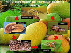 Ciclo-de-la-mosca.jpg
