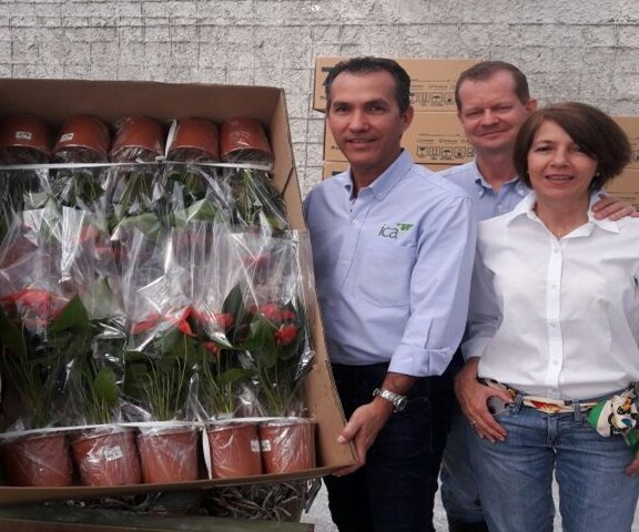 Salen las primeras flores en maceta hacia Panamá