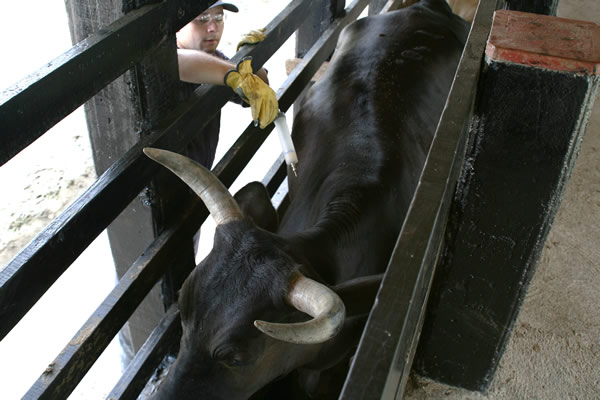 Del 3 de noviembre al 17 de diciembre, Segundo Ciclo de Vacunación contra la fiebre aftosa y brucelosis bovina