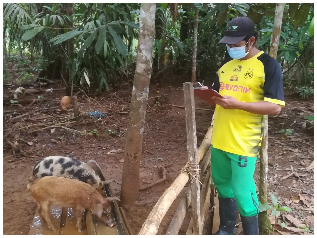 Acciones para mantener el Vaupés libre de peste porcina clásica