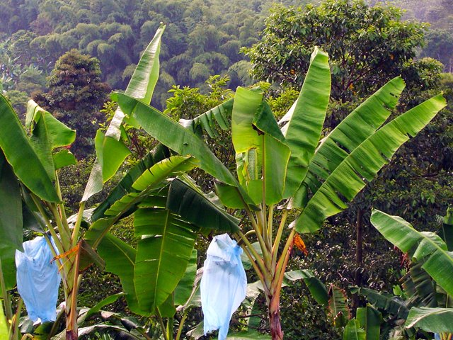 El ICA alerta a productores de plátano y banano sobre plagas que puedan afectar sus cultivos    
