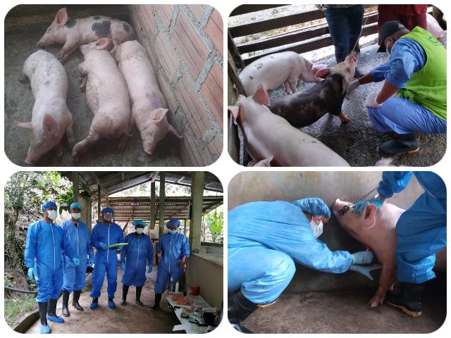 Muestreo a predios porcícolas del Chocó.