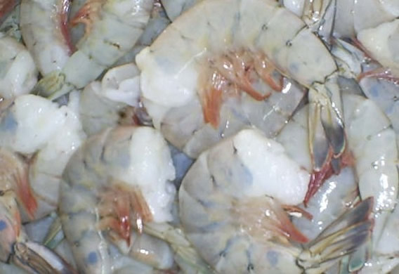 Ica establece veda a la pesca de camarón en el Pacífico Colombiano